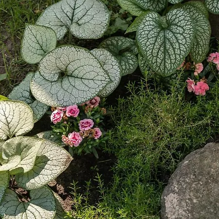 Baltiq Spot בית נופש רווה